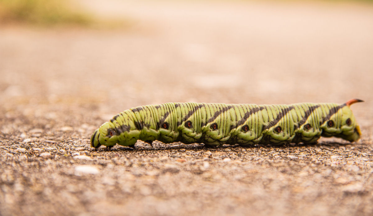 Caterpillar with a tail
