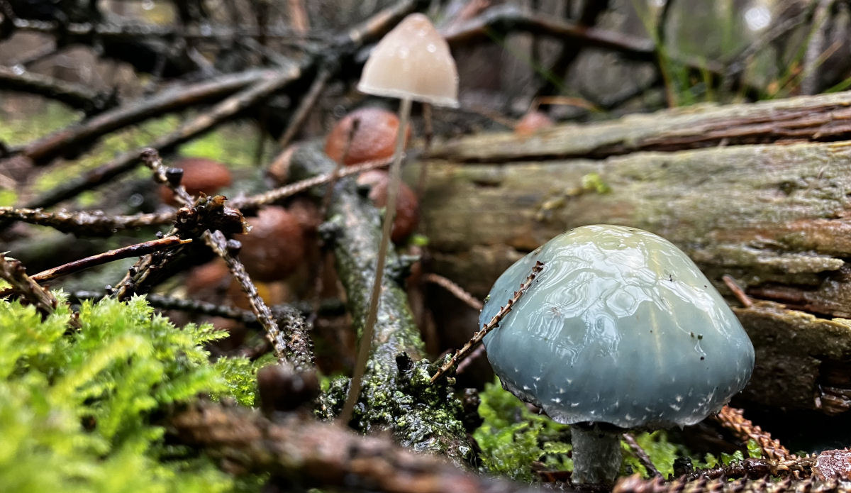The green mushroom